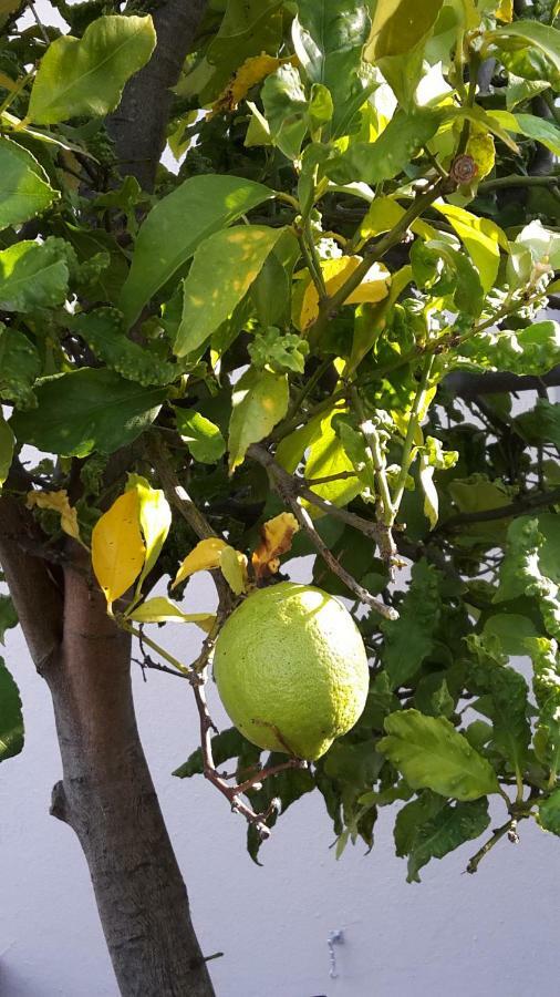 Lemon Tree Cottage Edgemead Εξωτερικό φωτογραφία